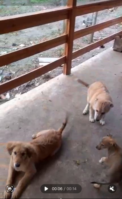 Adoptie catei 2 si 6 luni