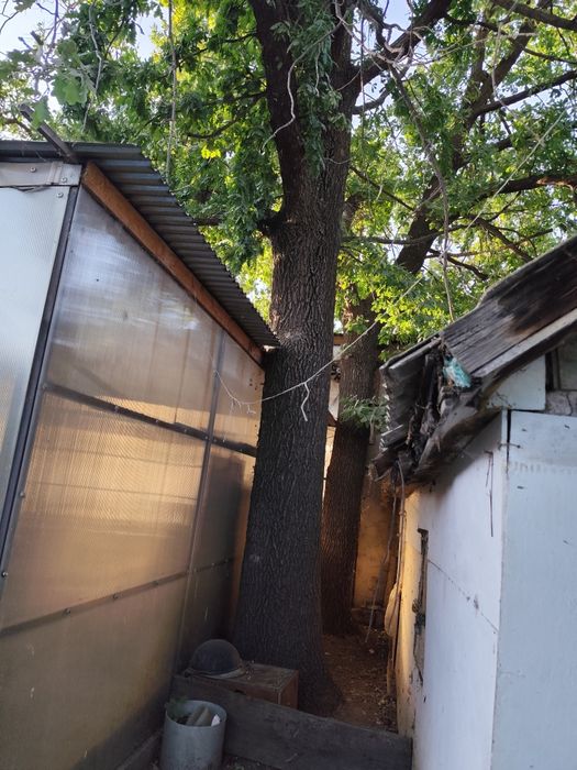 Дуб толстый на корню