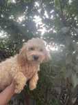 Caniche -Pudel baiat vaccinat cu carnet