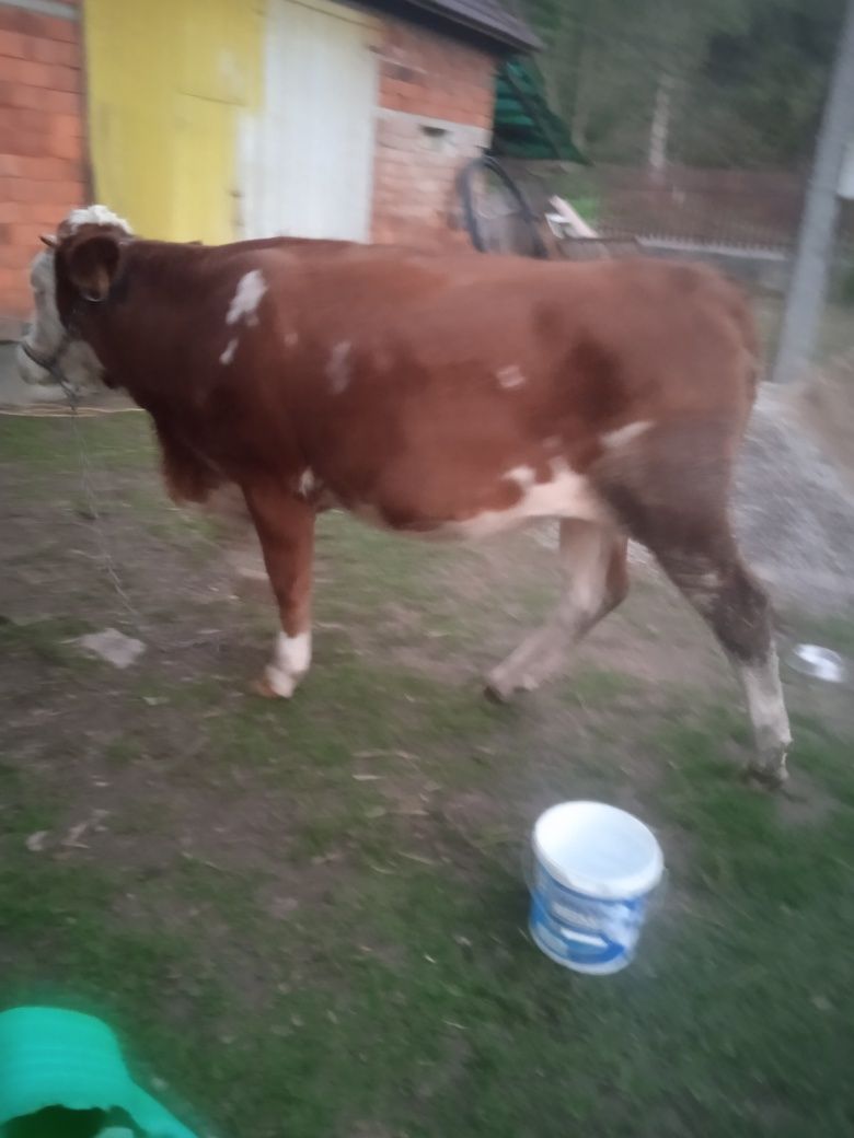 Vând juninca însămânțata de doua luni Bălțata Austriacă.