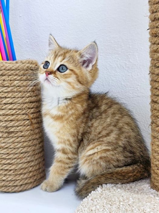 плюшки британские  девочки и мальчики