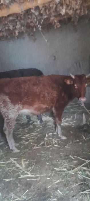 Ғунажин сотилади 13 млн