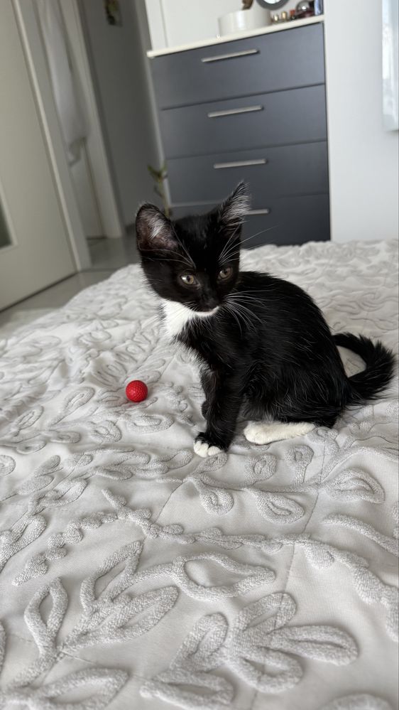 Pisic pentru adoptie