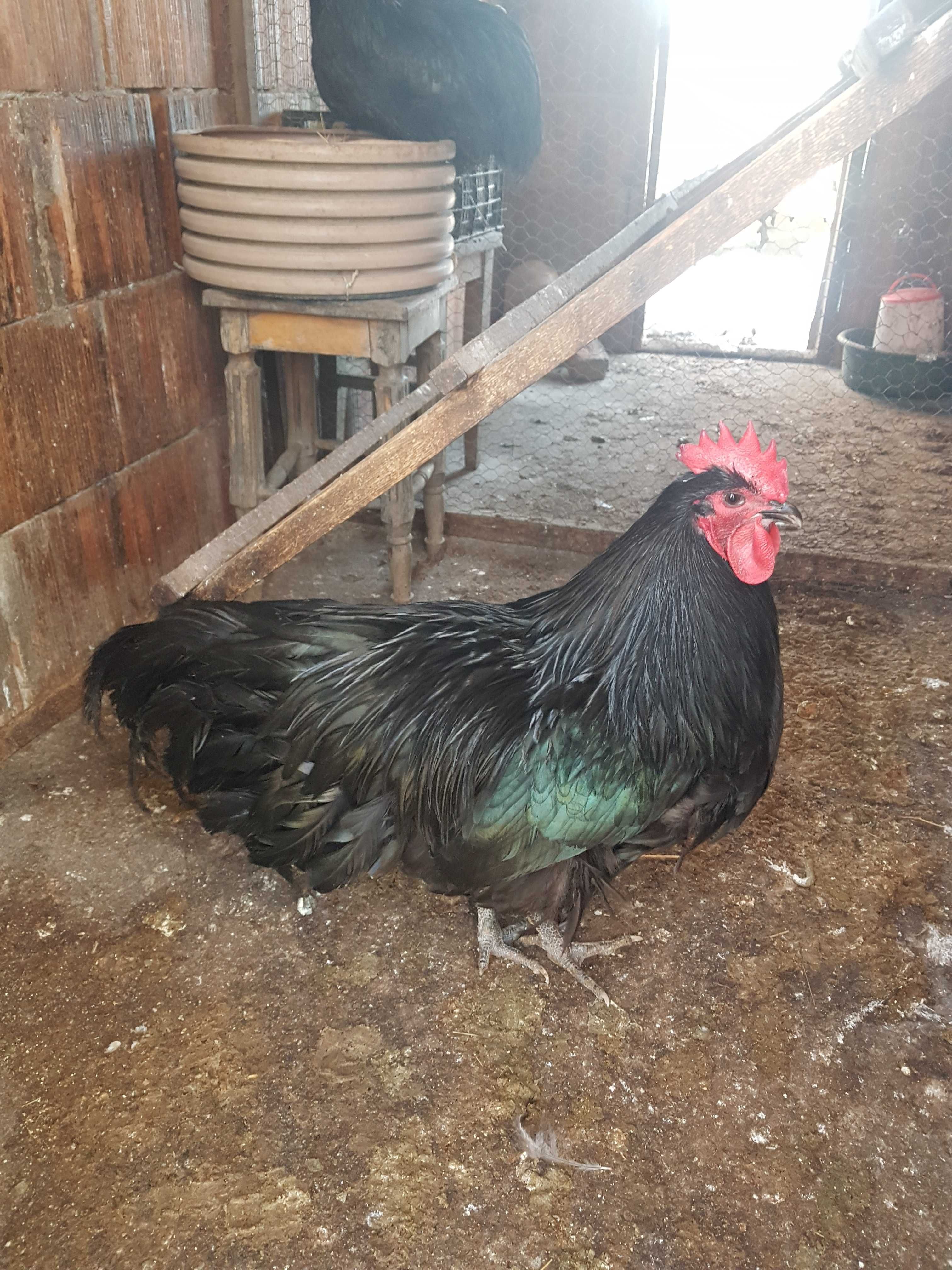 Australorp Negru  oua si puii