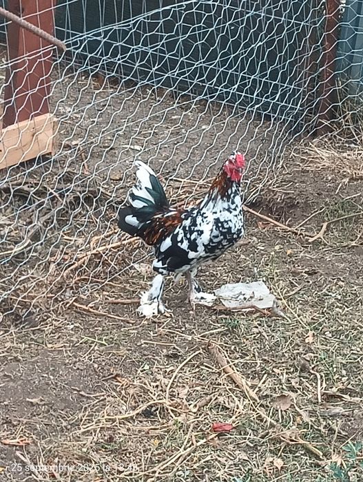 Cocosi pitici americani