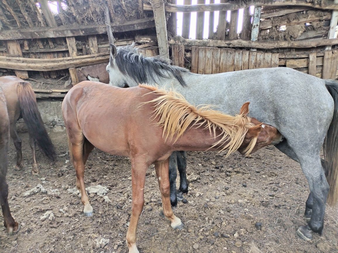 Тайлар сатылады семиз Ұлытаудыкі