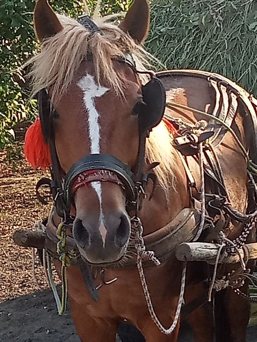 Vând mânz de 3 ani învățat