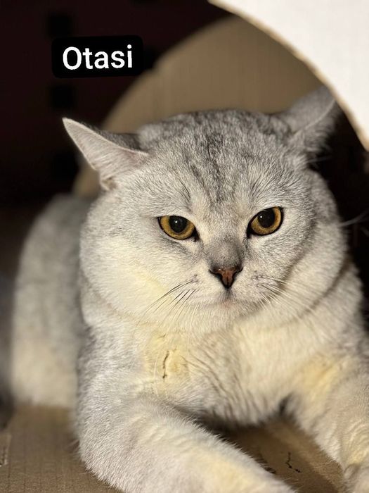 Serebreniy shinshila sotiladi