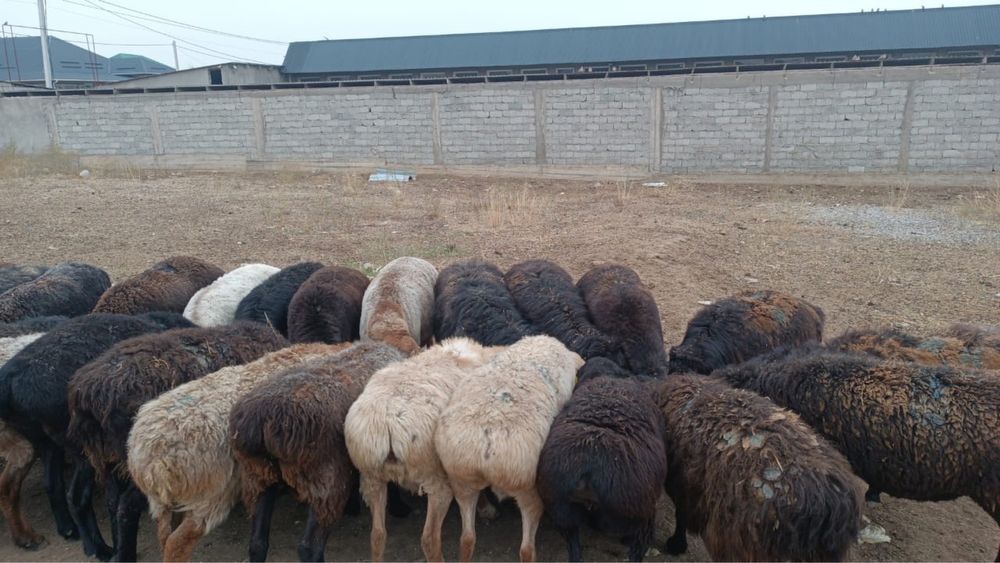 Қойлар бар 40 бас адрес Шымкент қаласы Асар 2де