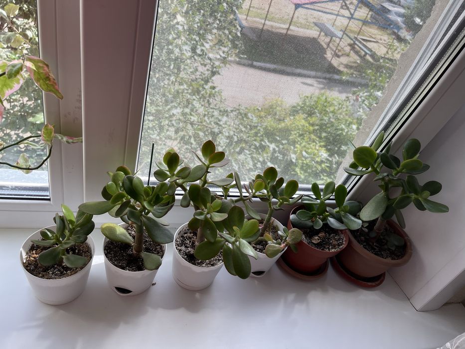 Продам денежное дерево, толстянка