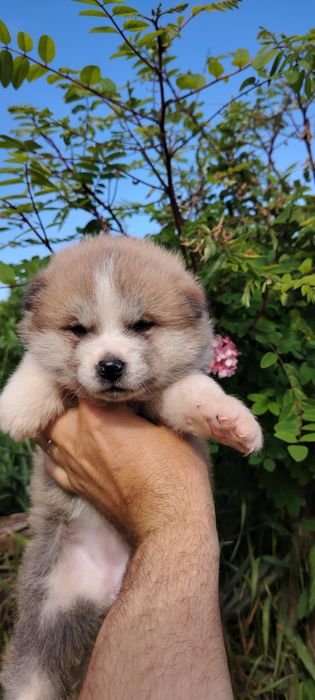 Femela Akita Inu cu pedigree A