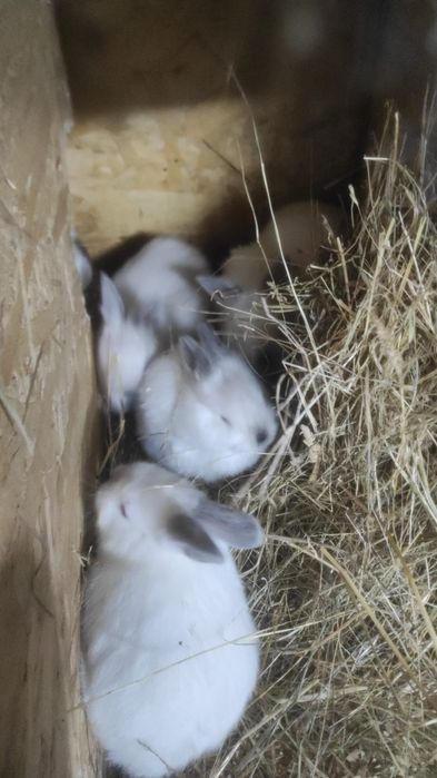 Vand iepuri Californieni