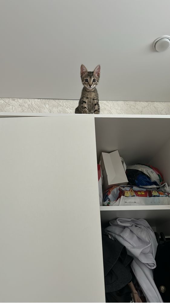 Котик мальчик игривый получил ожог просим взять и вылечить прощу!