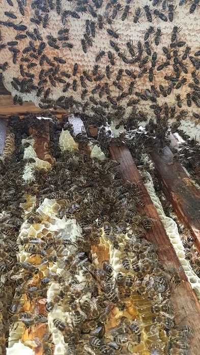 Matci ucraine originare