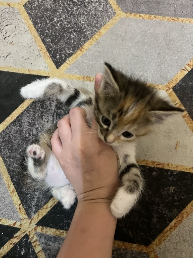 Котята отдам даром