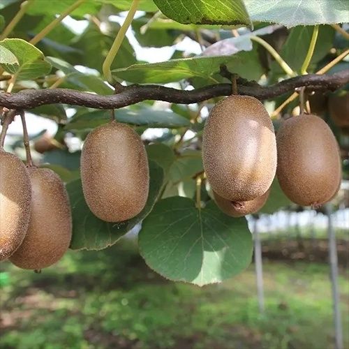 Pomi Fructiferi Exotici  KIWI