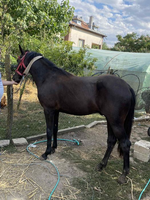 Vand manz 1 an si 4 luni