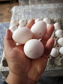 Оплодени Яйца от Бял легхорн