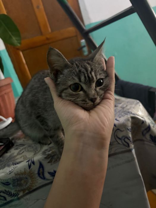 Отдам котенка в хорошие руки