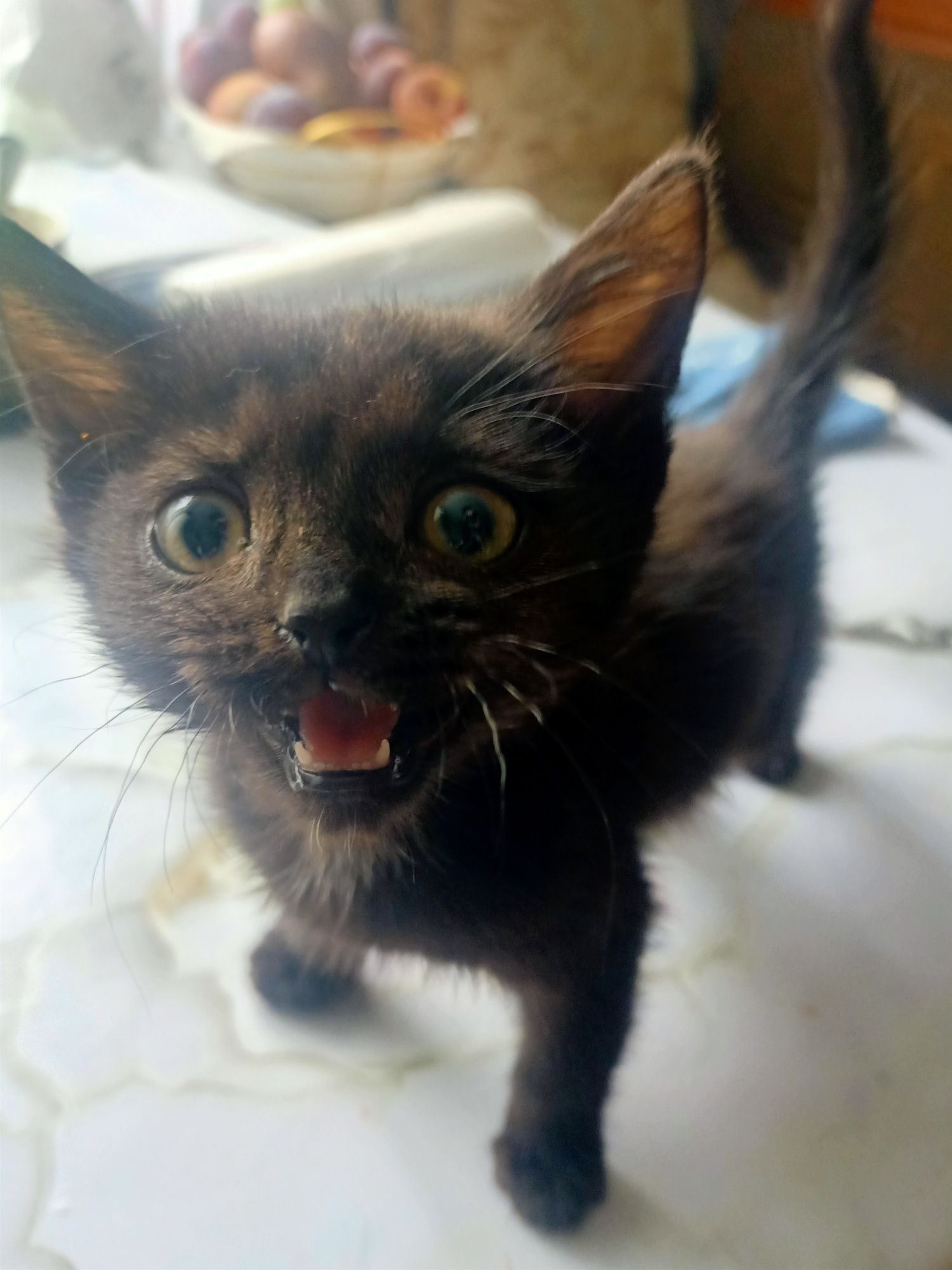 Котята ищут дом и любящих хозяев