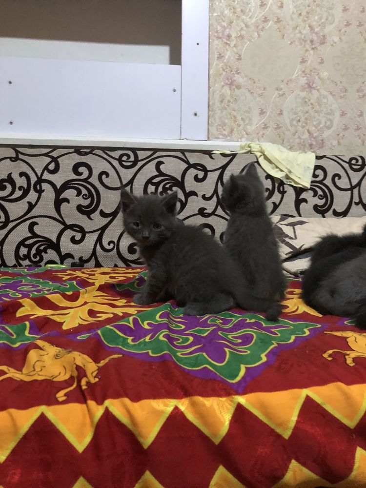 Домашние котята