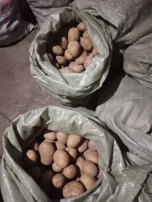Продам отличную домашнюю картошку.