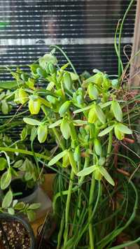 Albuca Spiralis Альбука растение домашнее, цветы комнатные