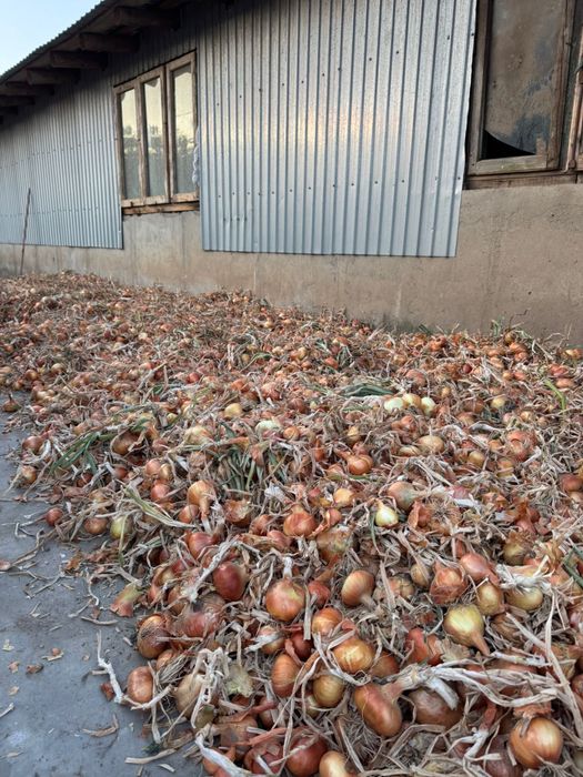 Ceapa alba productie proprie