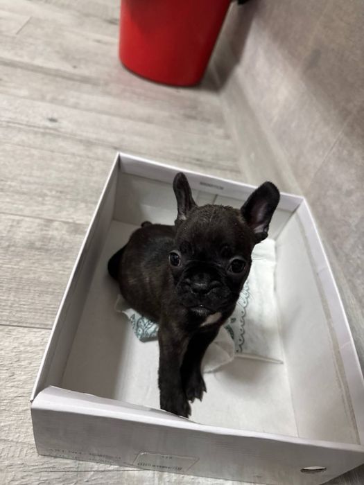 Продаётся Французский Бульдог!!!