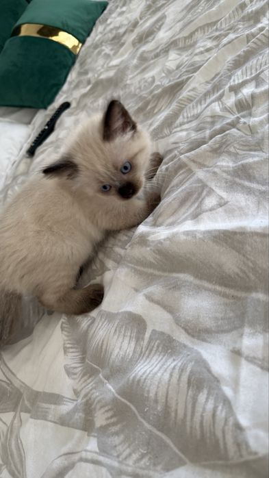 Motanel Ragdoll 6 saptamani