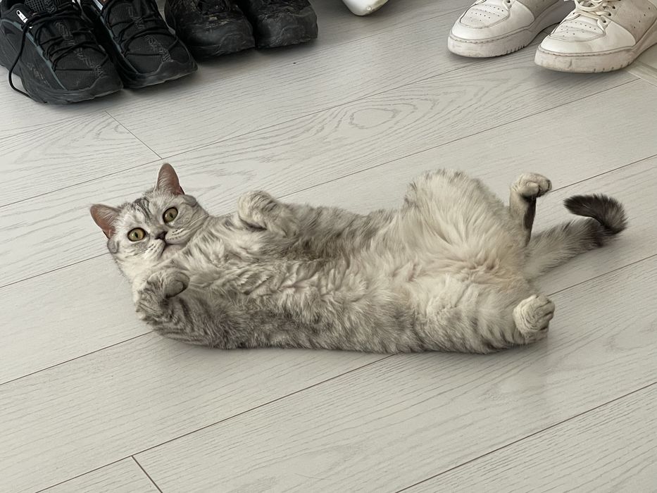 Отдам породистую кошку в добрые руки