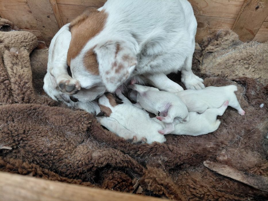 Джак Ръсел териер