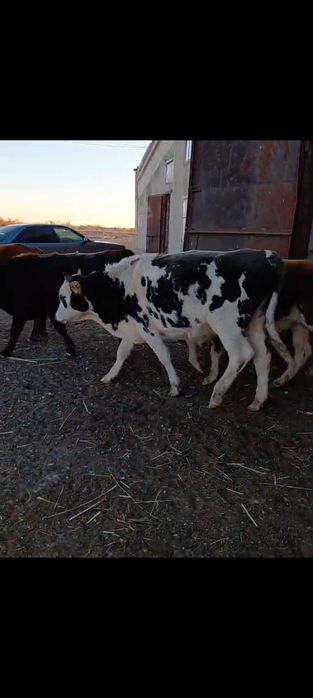 Бычки полутрагодовалые