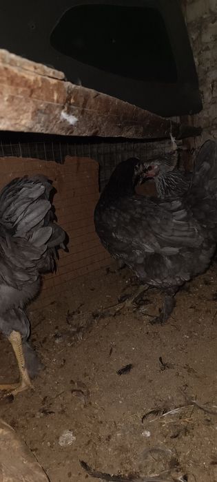 Жу́жа хуроз-товук сотилади