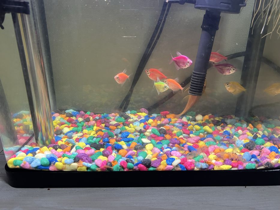 Продается аквариум с рыбками