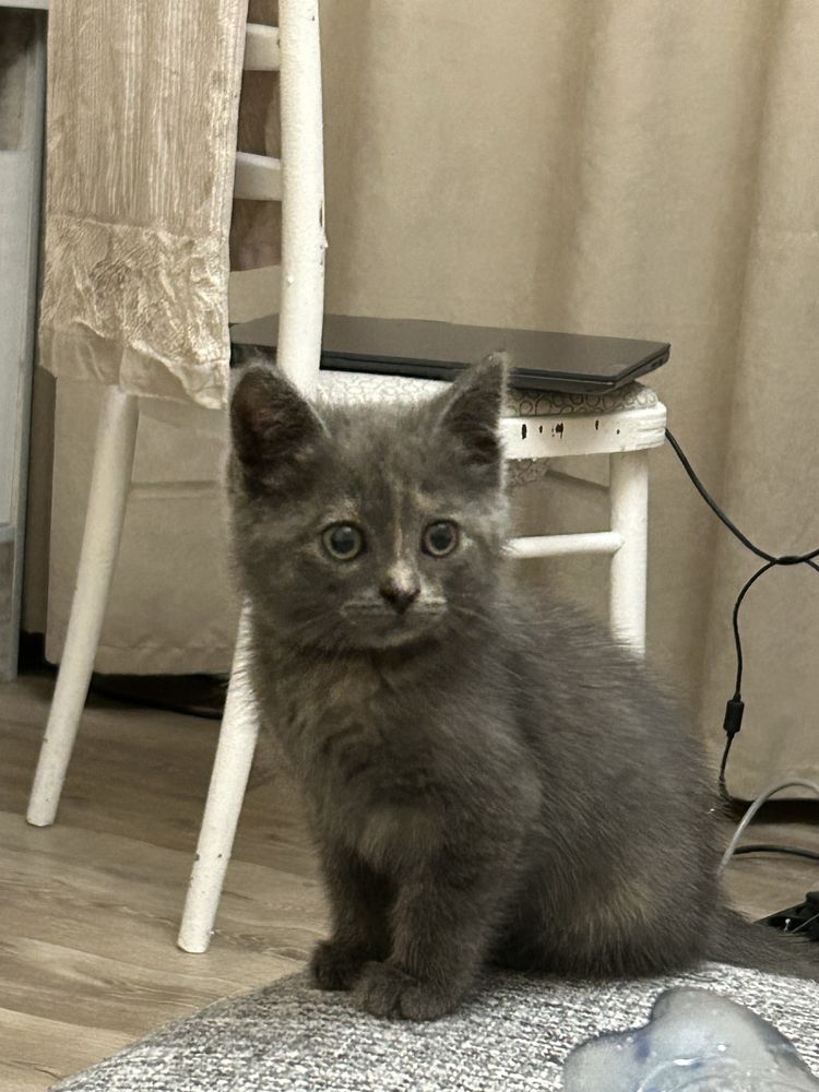 котенок девочка дымчатая
