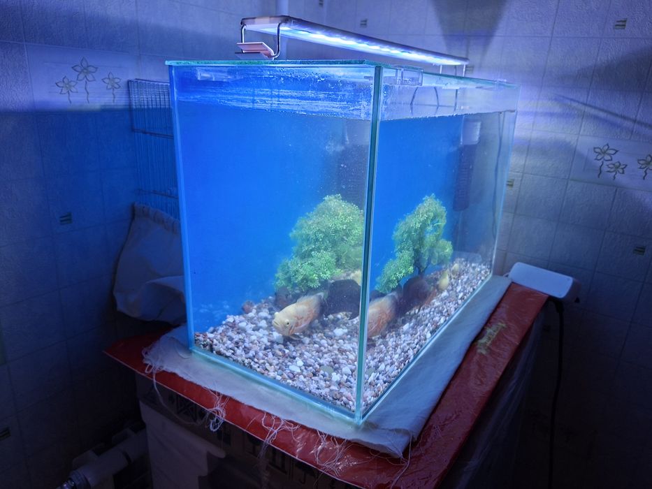 Аквариум  Сотилади хамма нарсаси билан