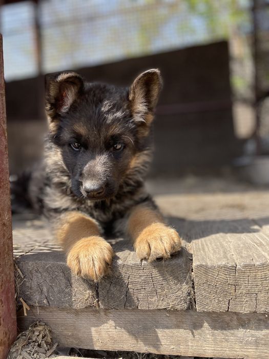 Щенки немецкой овчарки
