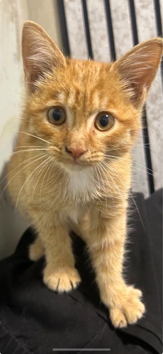 Котенок (девочка) в поисках дома