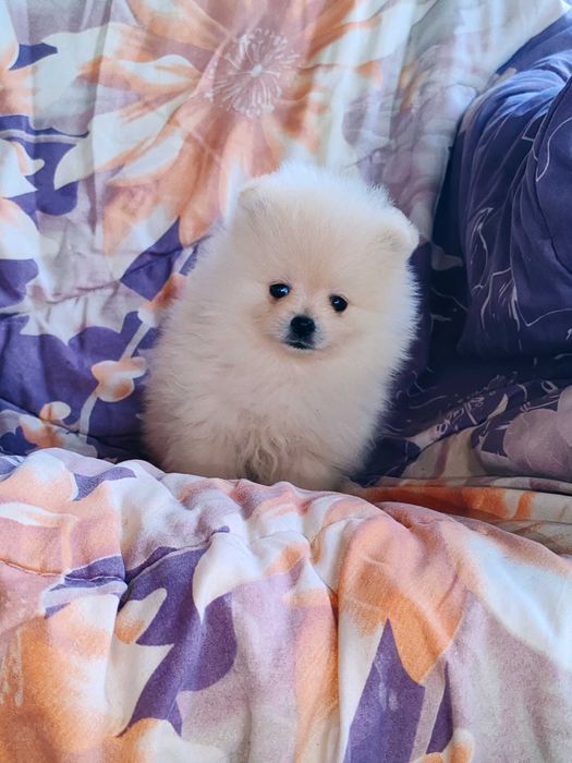 Померан померани