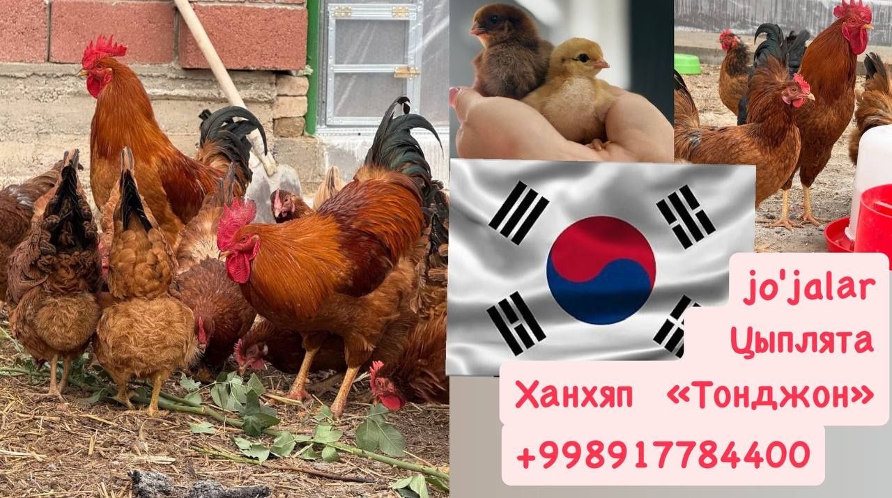 Цыплята, яйцо инкубационное породы Хан хяп (корея)