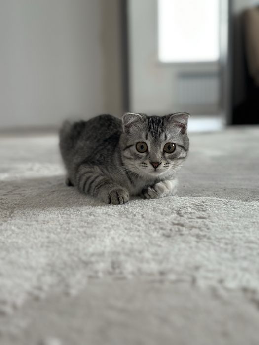 Нужен кот для вязки