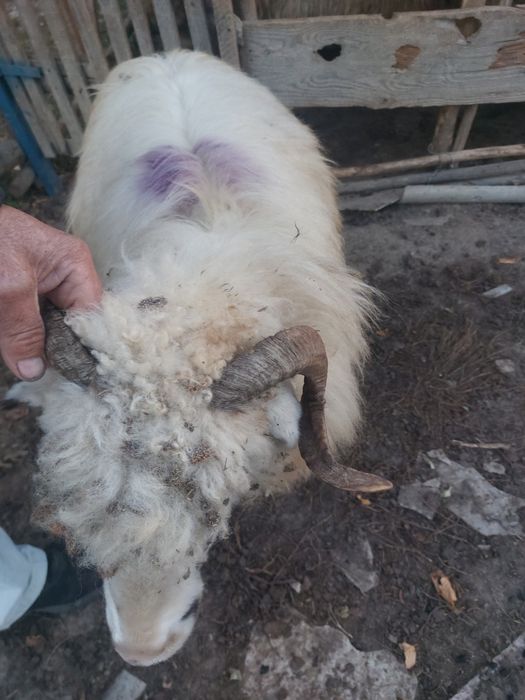 Vând oaie oachișă