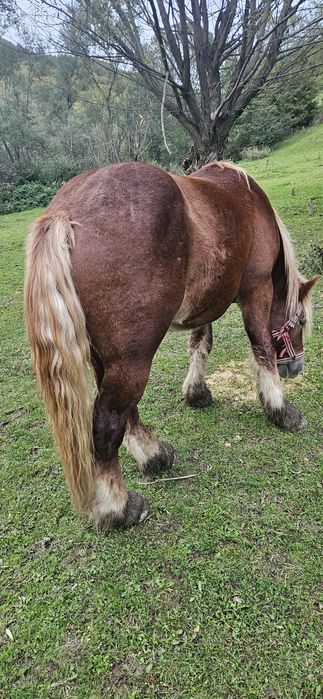 Mânz disponibil 2 ani jumate