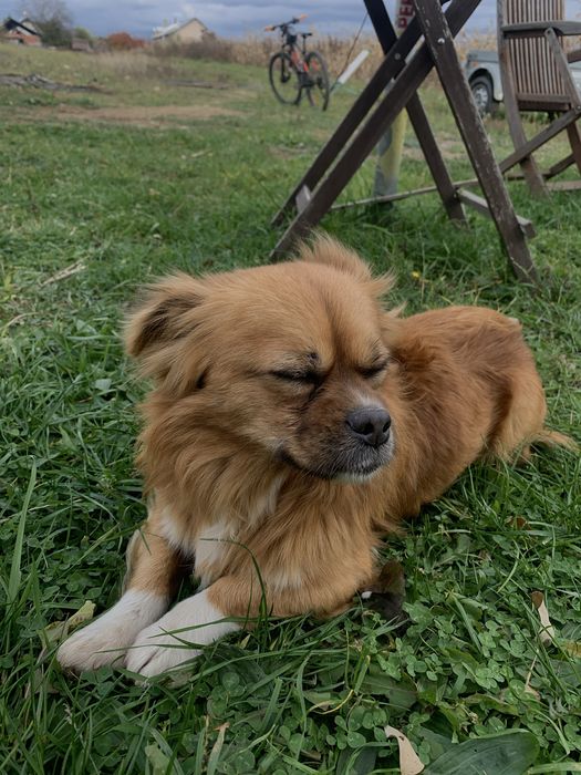 Donez catel pierdut sau abandonat.