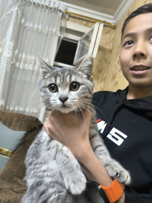 Skotish strayt toza qon