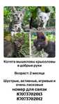 Котята Бесплатно Алматы