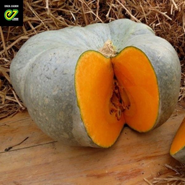 Vând dovleci Matilda si Sampson TITU