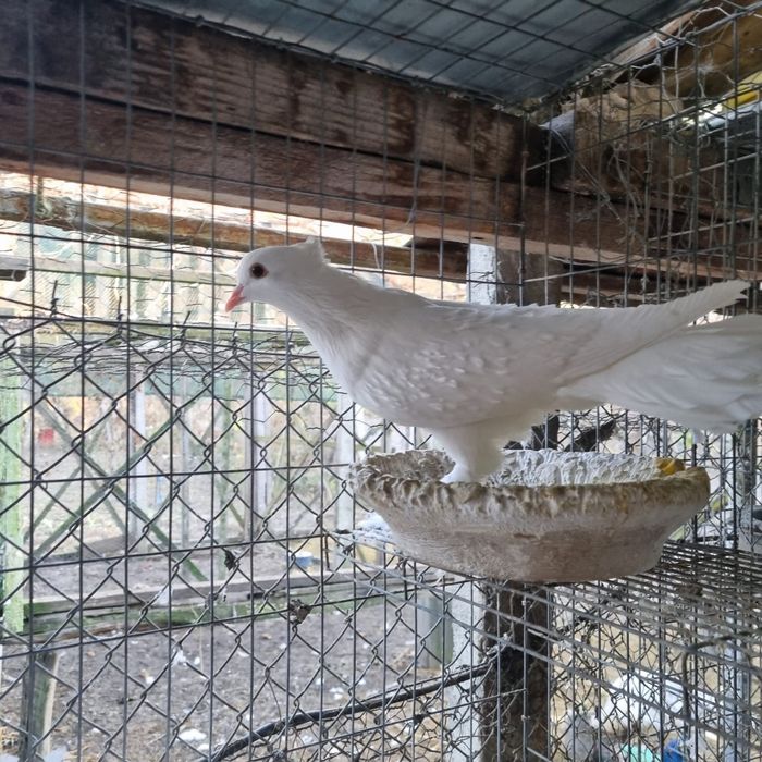 Porumbei diverse rase