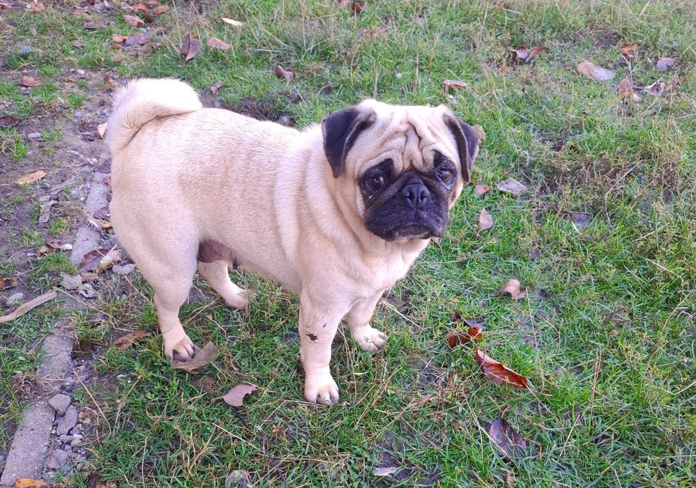 Mops bej femelă   ...